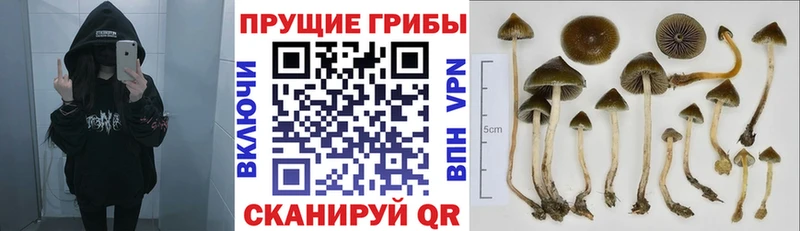 Псилоцибиновые грибы Magic Shrooms  hydra зеркало  Жуковский 